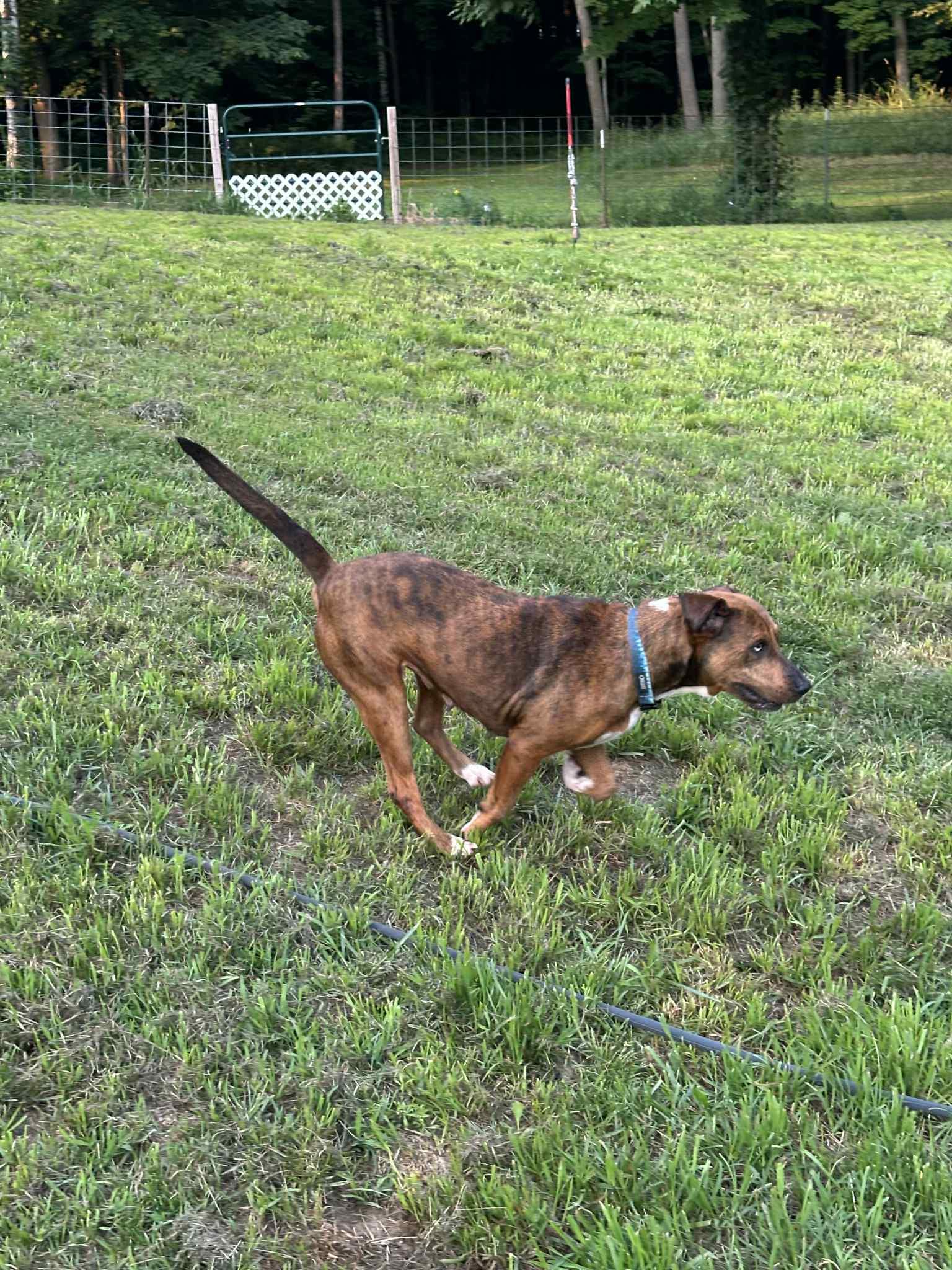 Enlarge Socks - WI, a ADOPTABLE mixed breed in Warren, ME image 3/6
