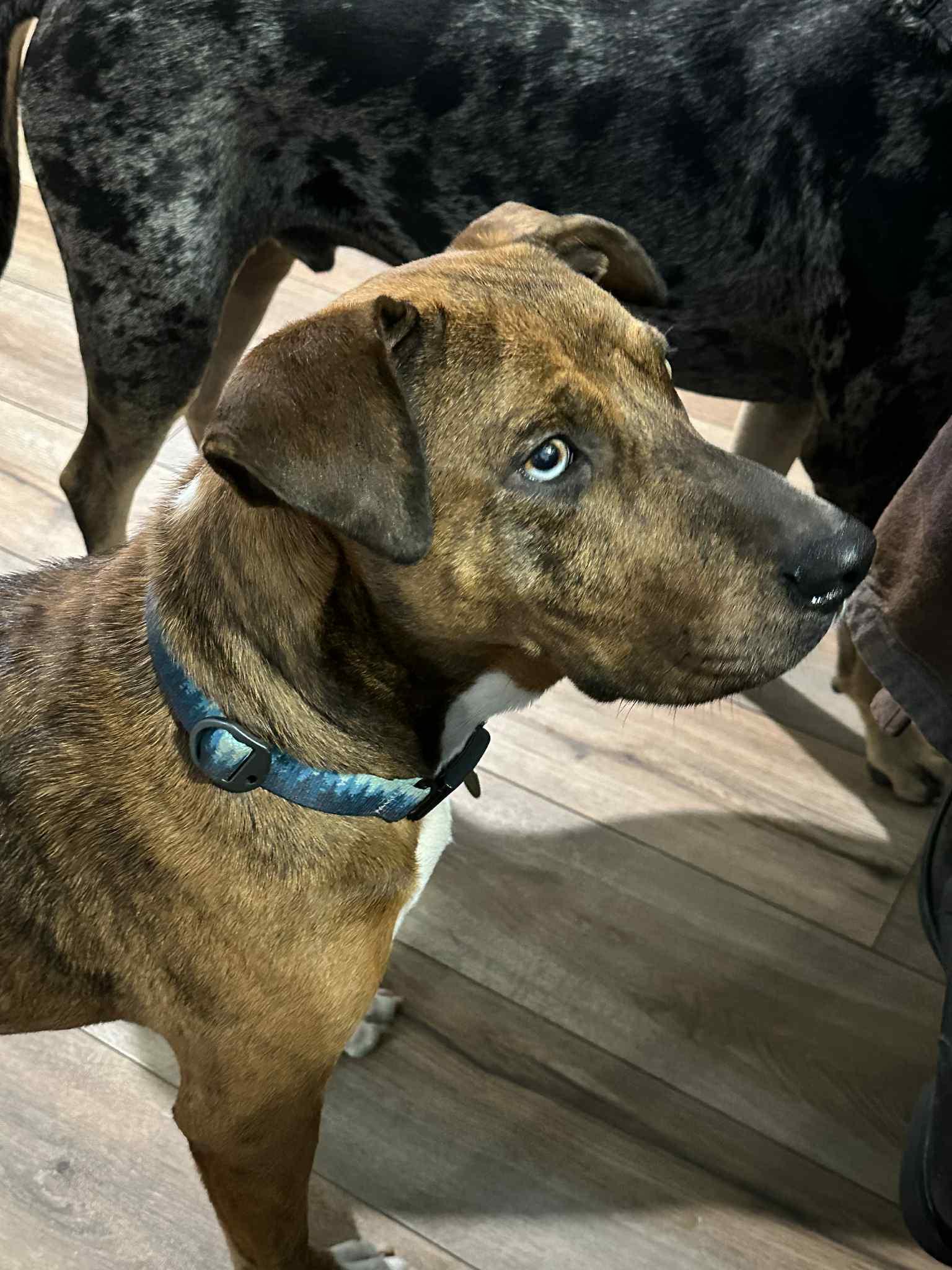 Enlarge Socks - WI, a ADOPTABLE mixed breed in Warren, ME image 4/6