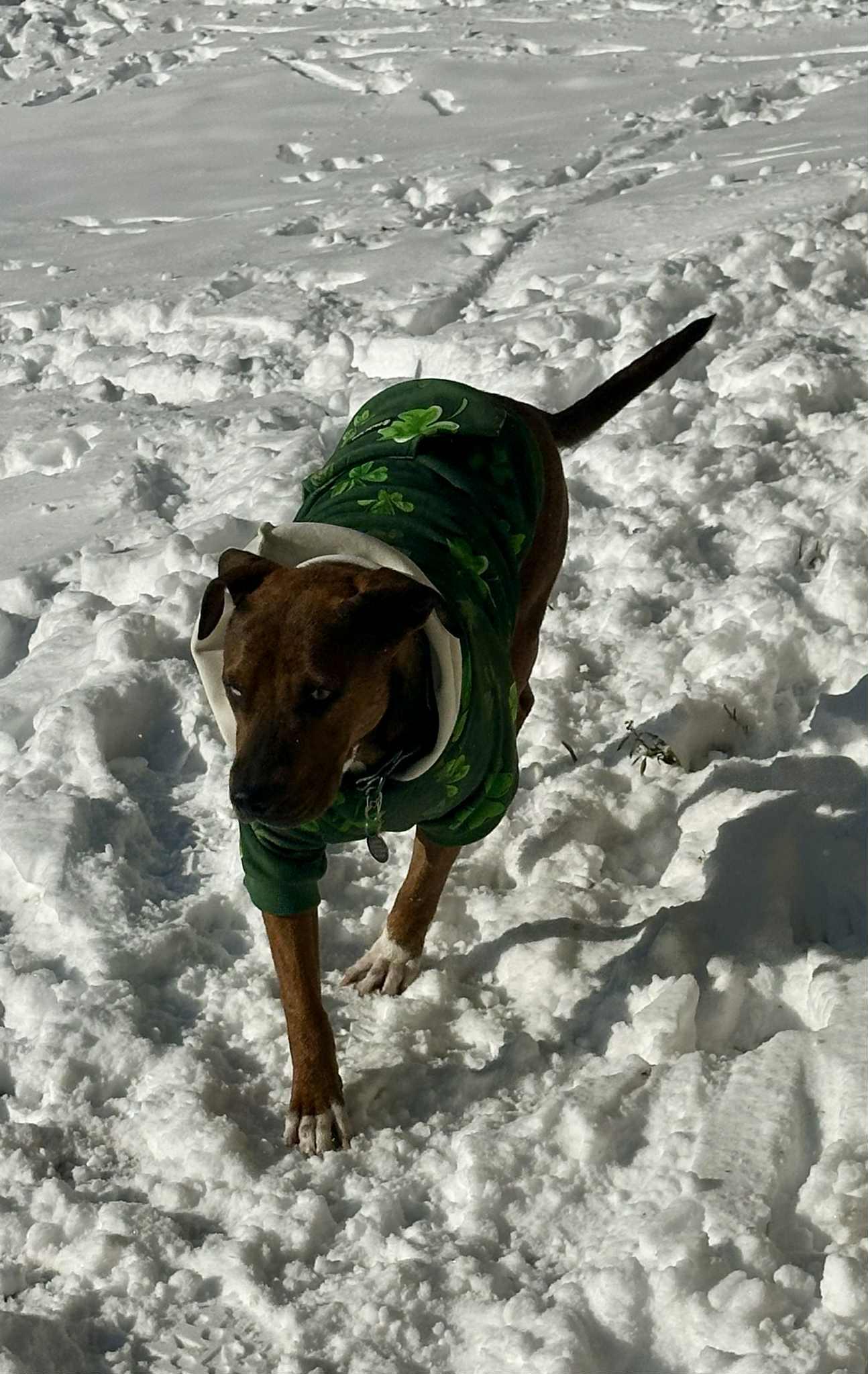 Enlarge Socks - WI, a ADOPTABLE mixed breed in Warren, ME image 5/6