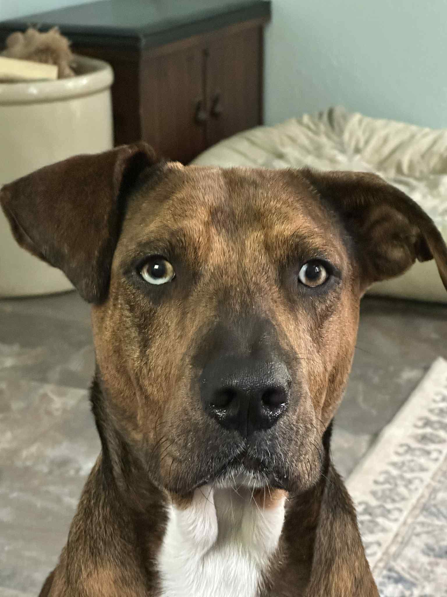 Socks - WI, a ADOPTABLE mixed breed in Warren, ME image 6/6