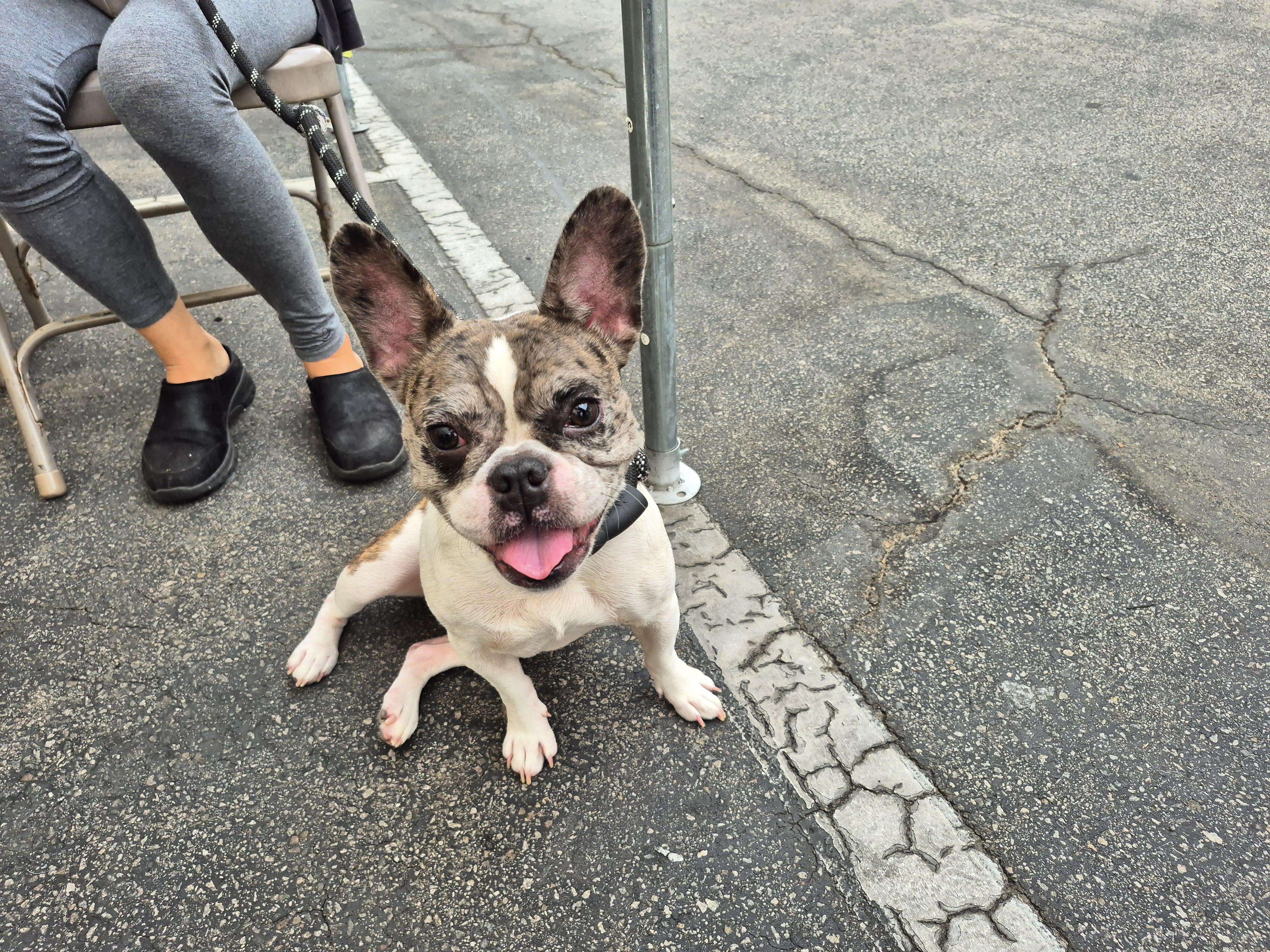Tater Tot Frenchie