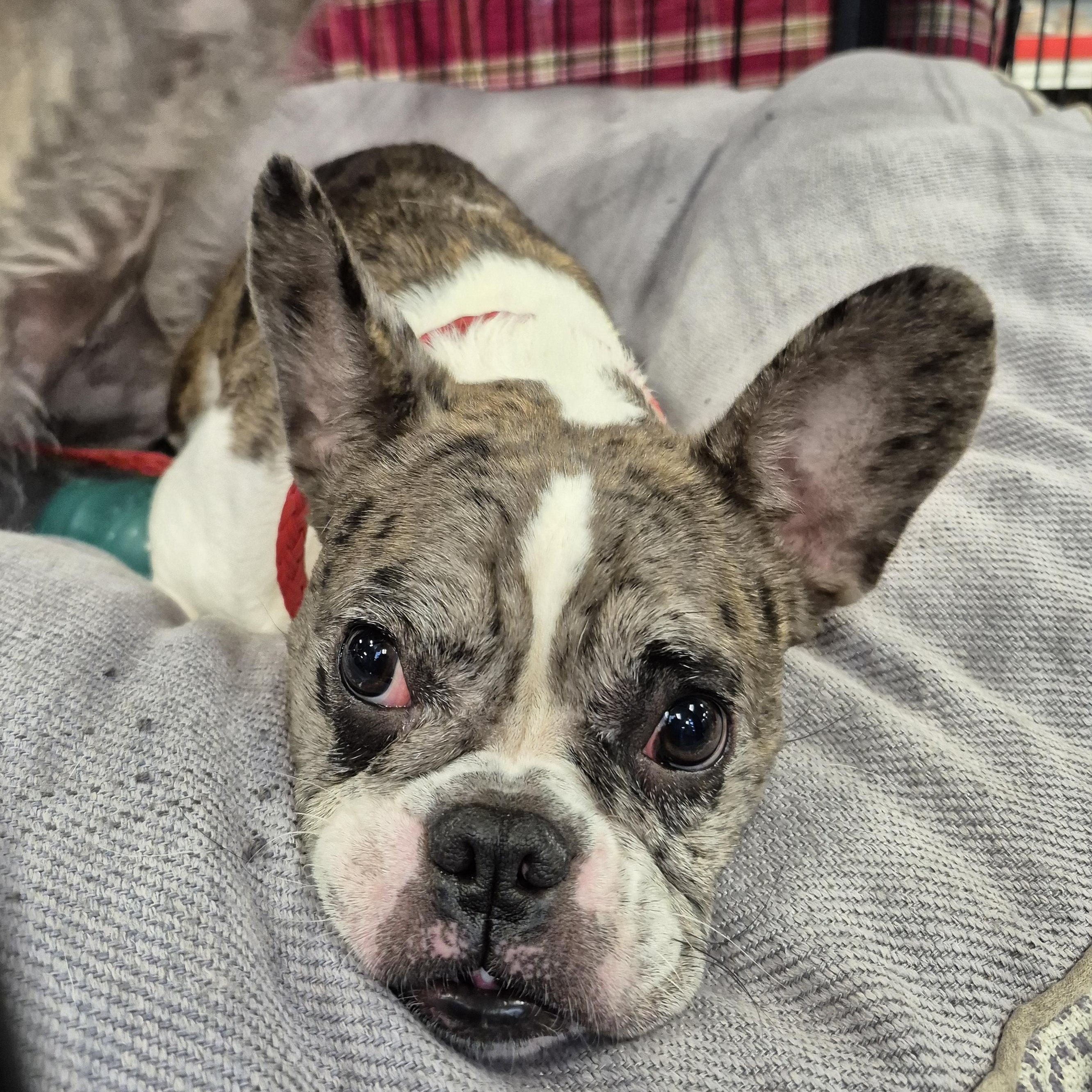 Tater Tot Frenchie