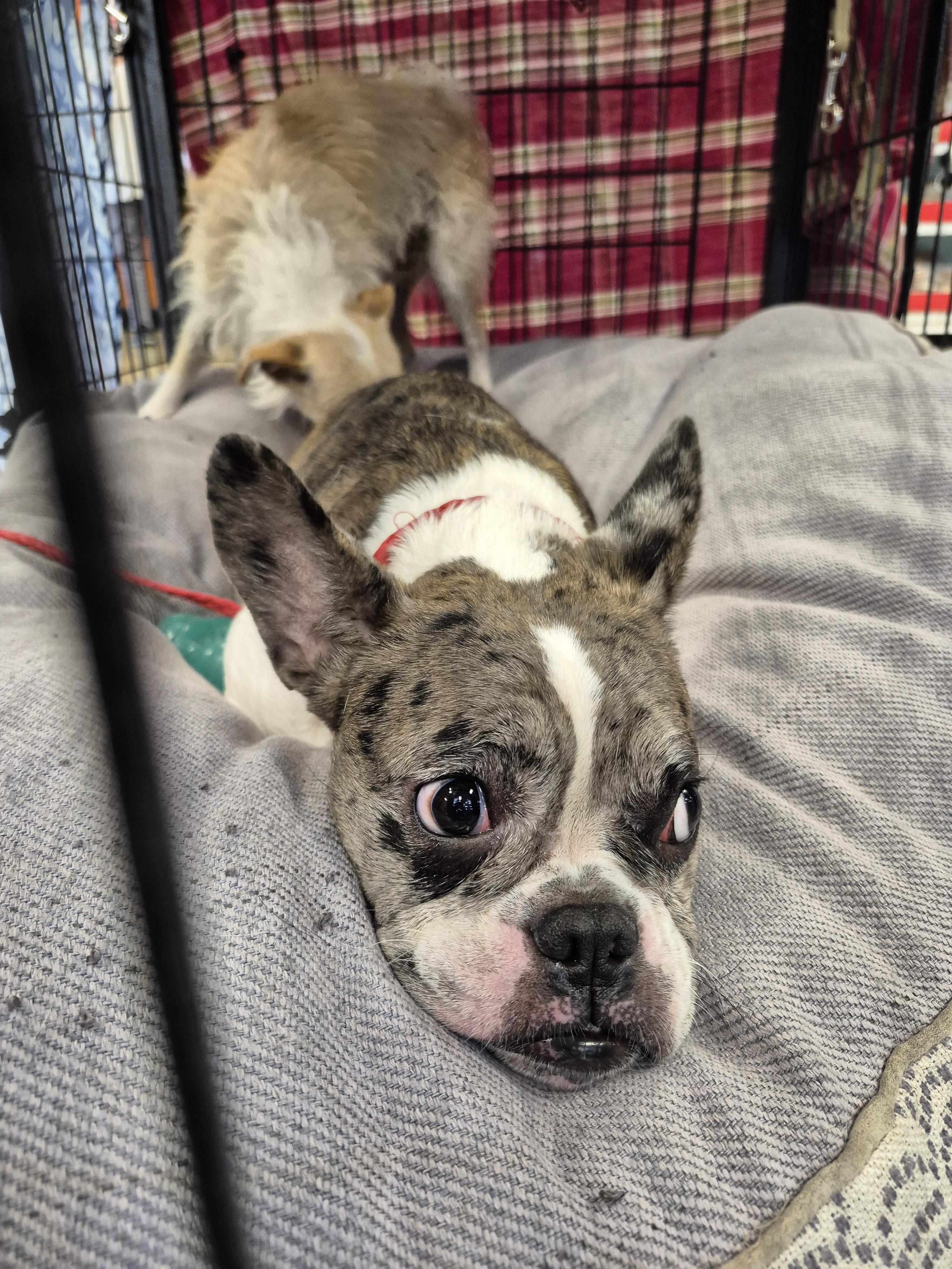 Tater Tot Frenchie