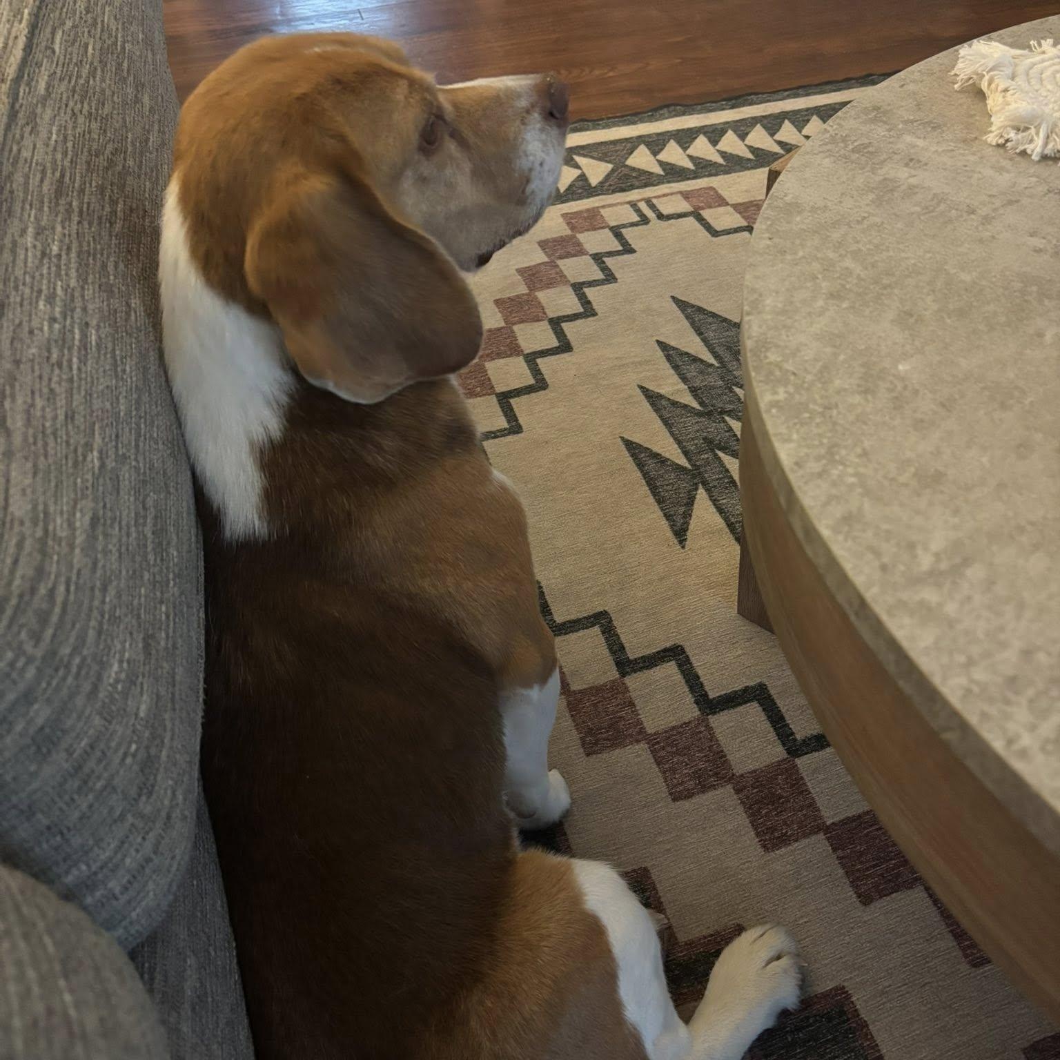 Steve, a Adoptable Beagle in Yukon, OK image 1/3