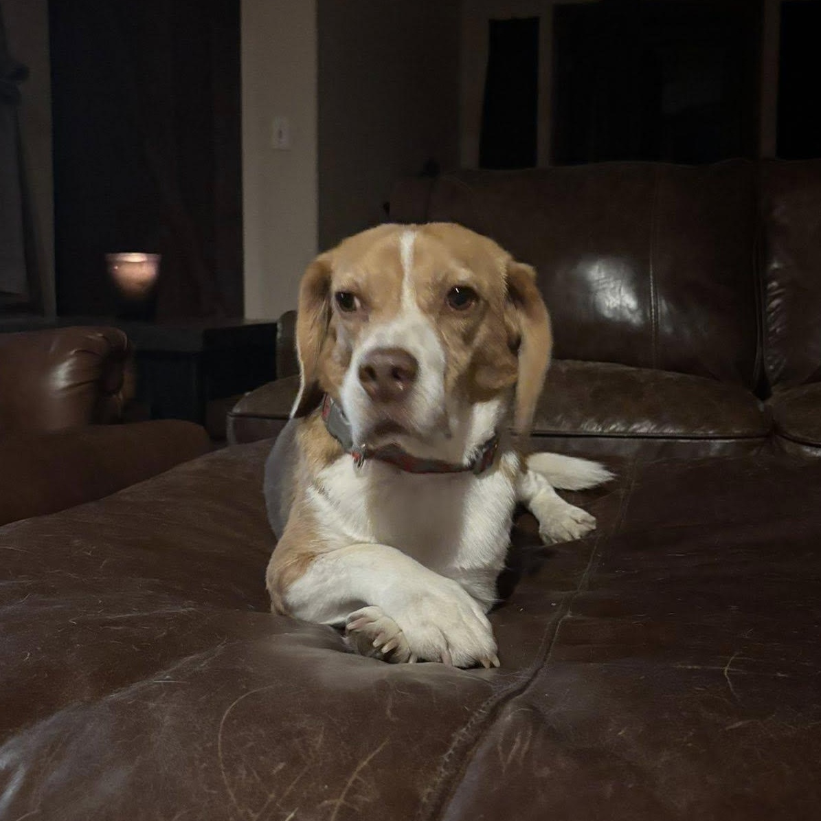 Steve, Adoptable, Adult Male Beagle.