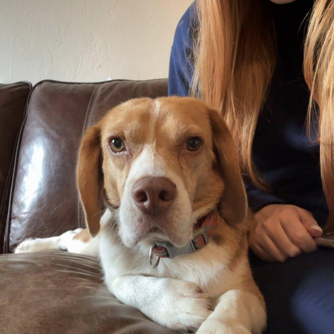 Steve, a Adoptable Beagle in Yukon, OK image 3/3