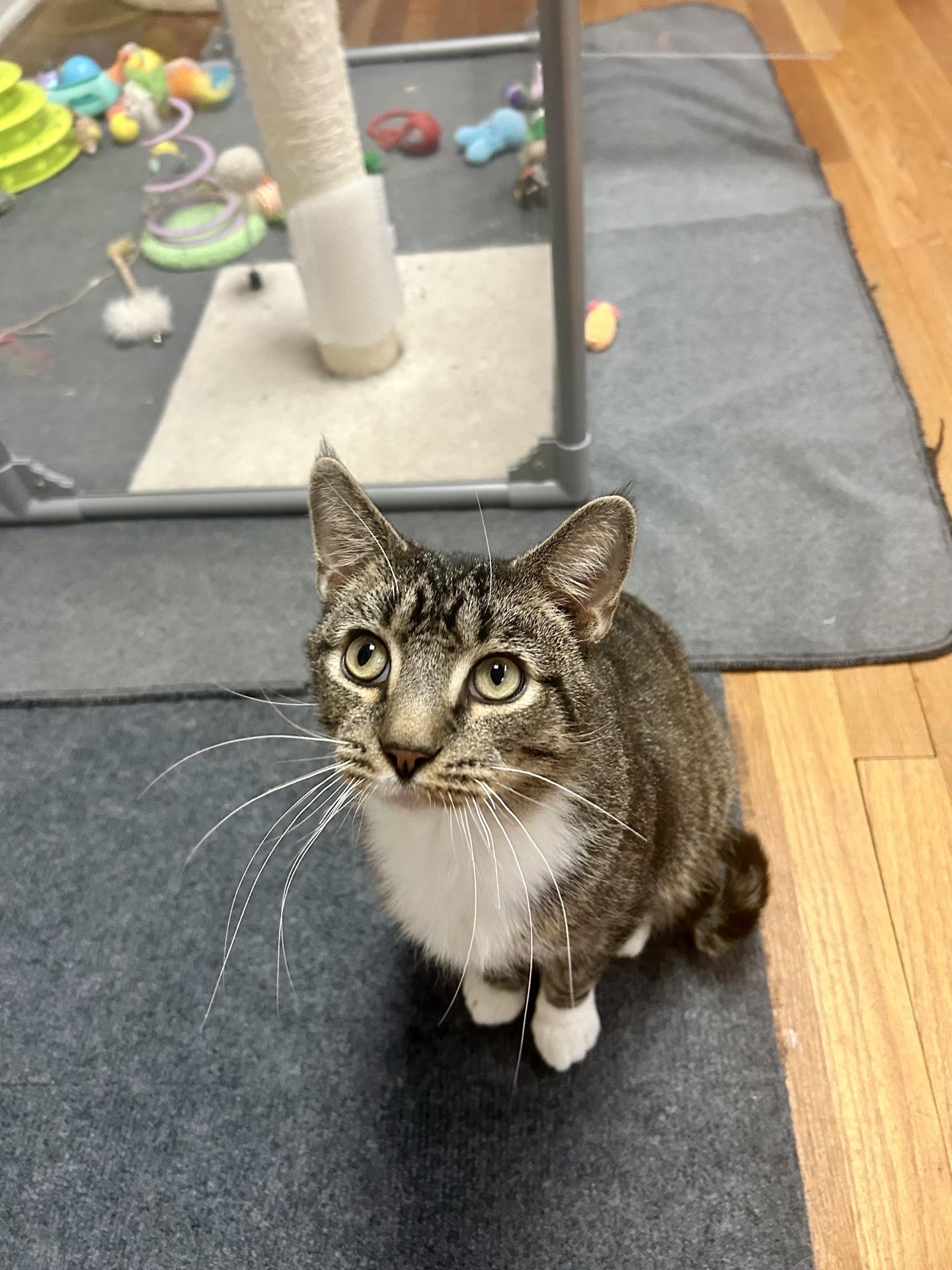 Enlarge Arthur, a Adoptable Tabby in Greensburg, PA image 6/6