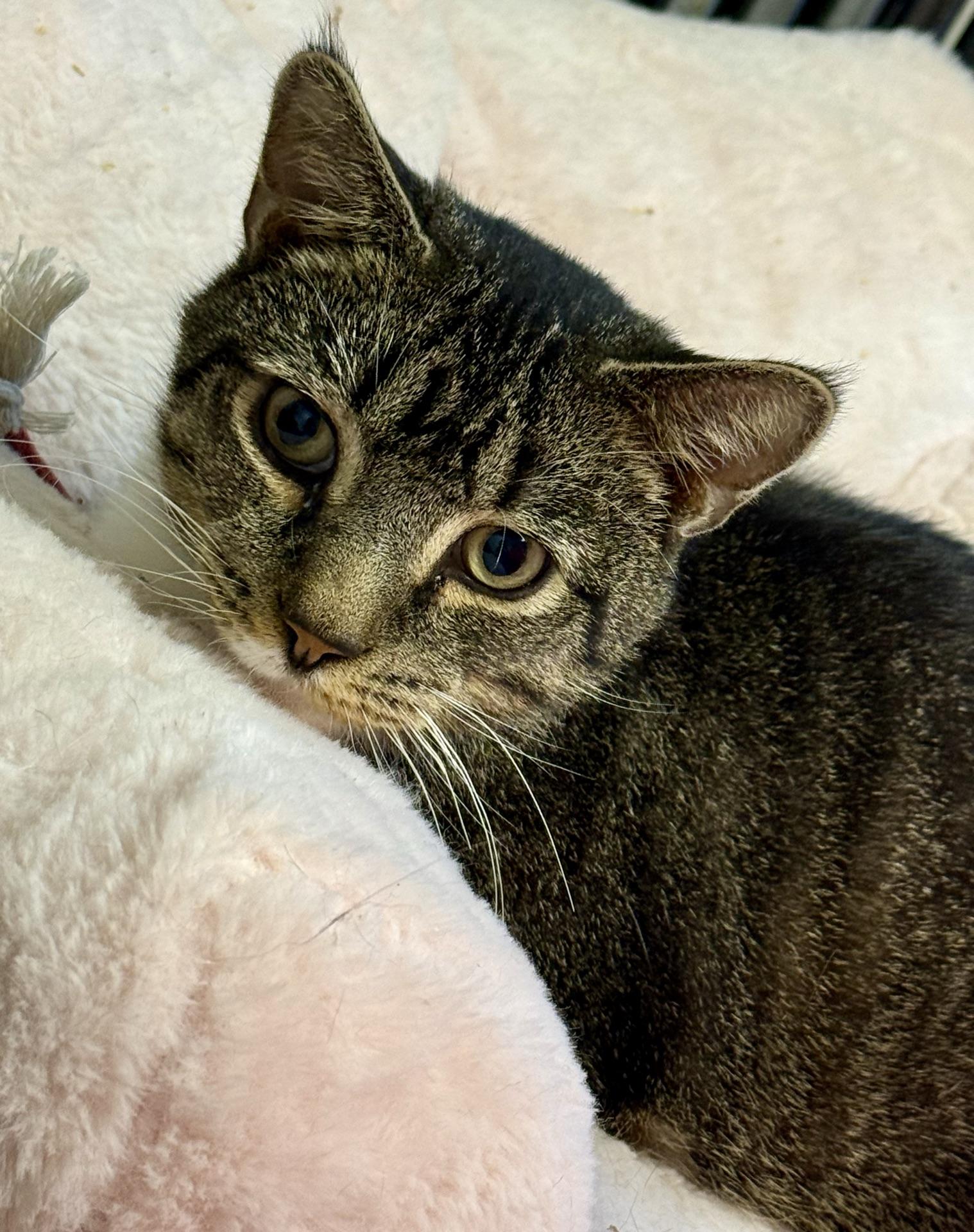 Enlarge Arthur, a Adoptable Tabby in Greensburg, PA image 3/6