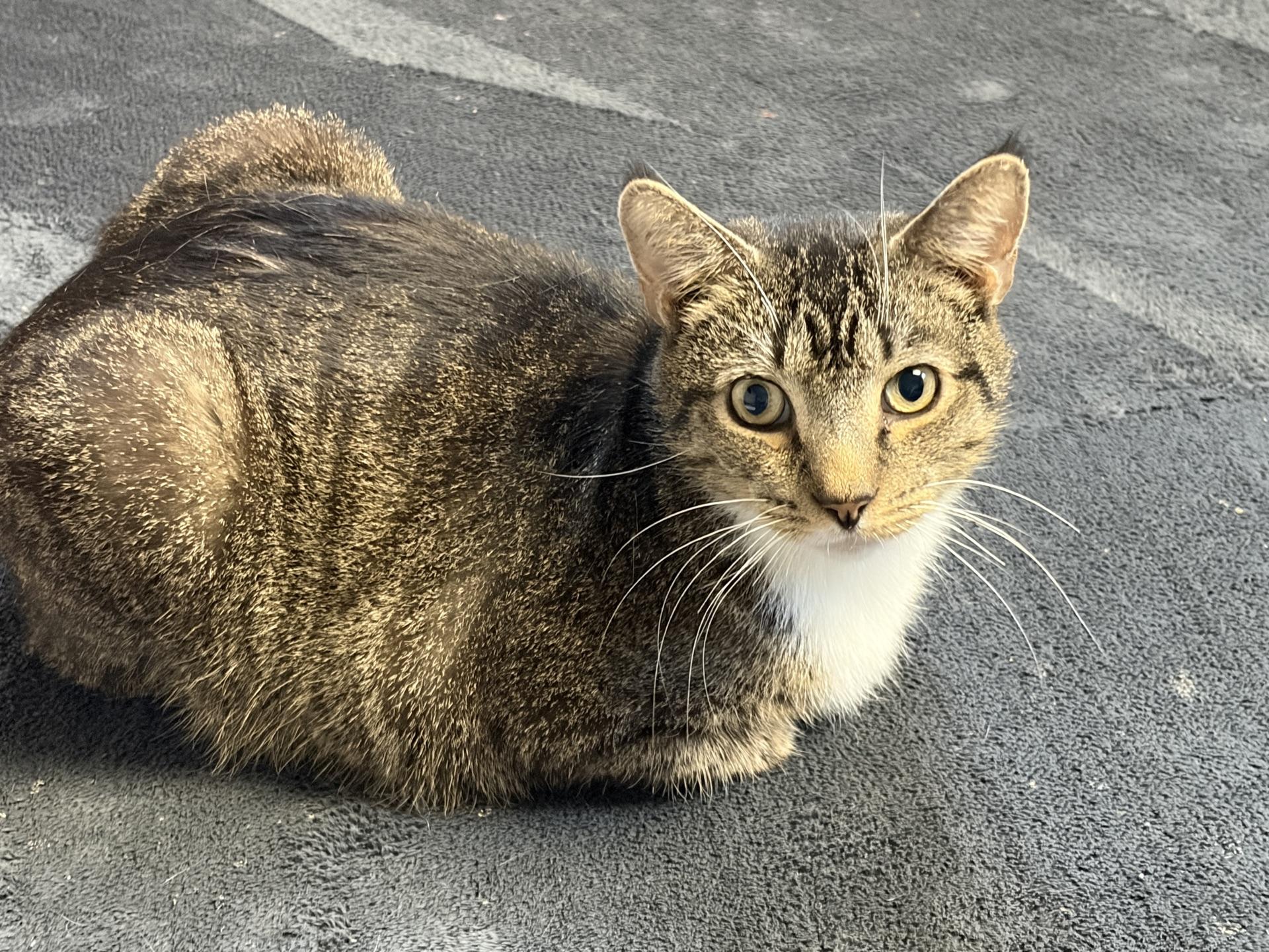Enlarge Arthur, a Adoptable Tabby in Greensburg, PA image 4/6