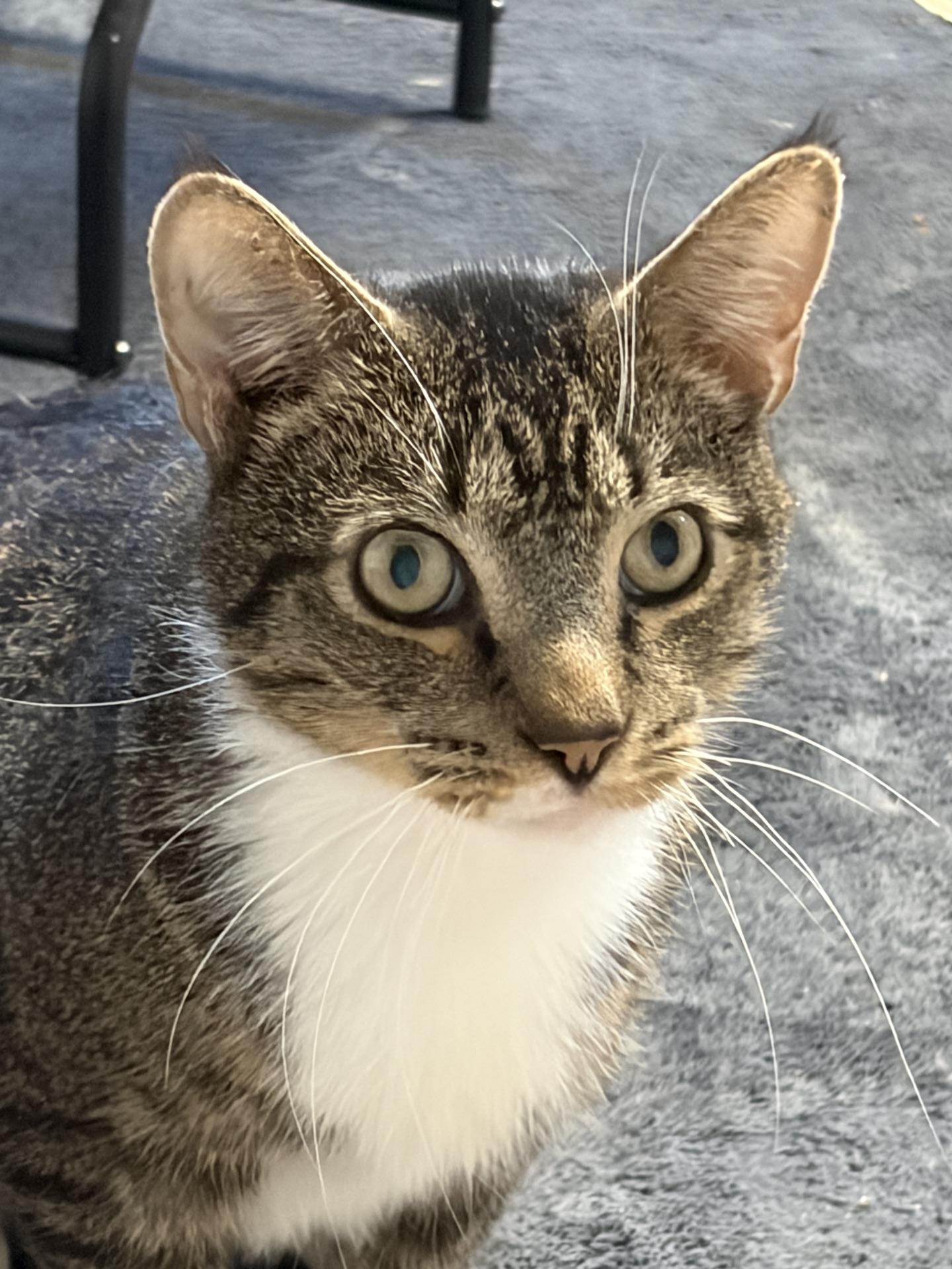 Enlarge Arthur, a Adoptable Tabby in Greensburg, PA image 5/6