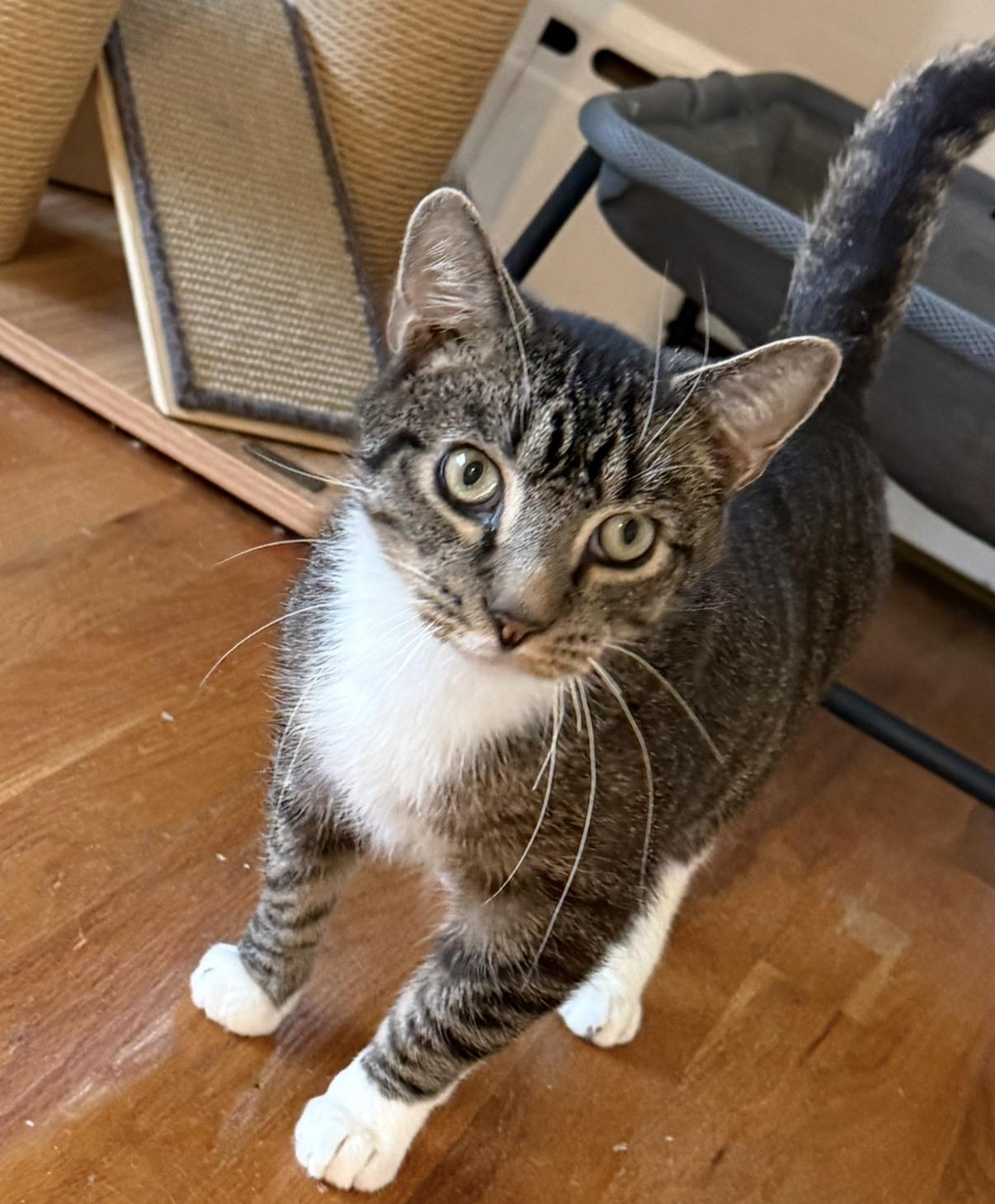 Enlarge Arthur, a Adoptable Tabby in Greensburg, PA image 2/6