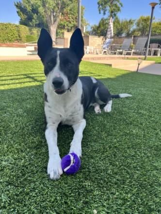 Enlarge LOLA, a Adoptable mixed breed in Chatsworth, CA image 1/1