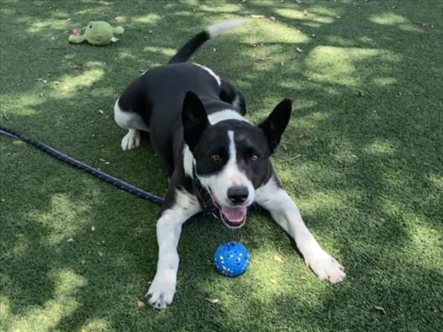 LOLA, Adoptable, Adult Female Australian Cattle Dog / Blue Heeler & Pointer.