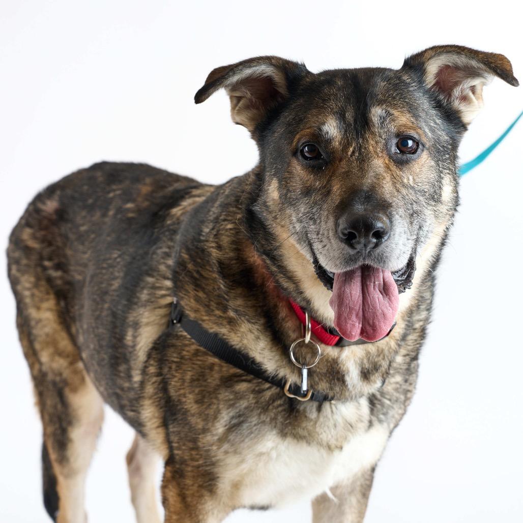 Saxon 13856, Adoptable, Senior Male Shepherd.