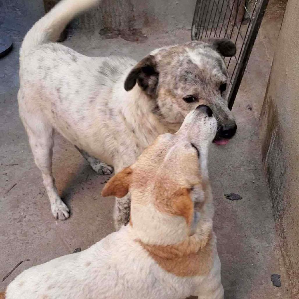 Oso, Adoptable, Adult Male Catahoula Leopard Dog & Labrador Retriever.