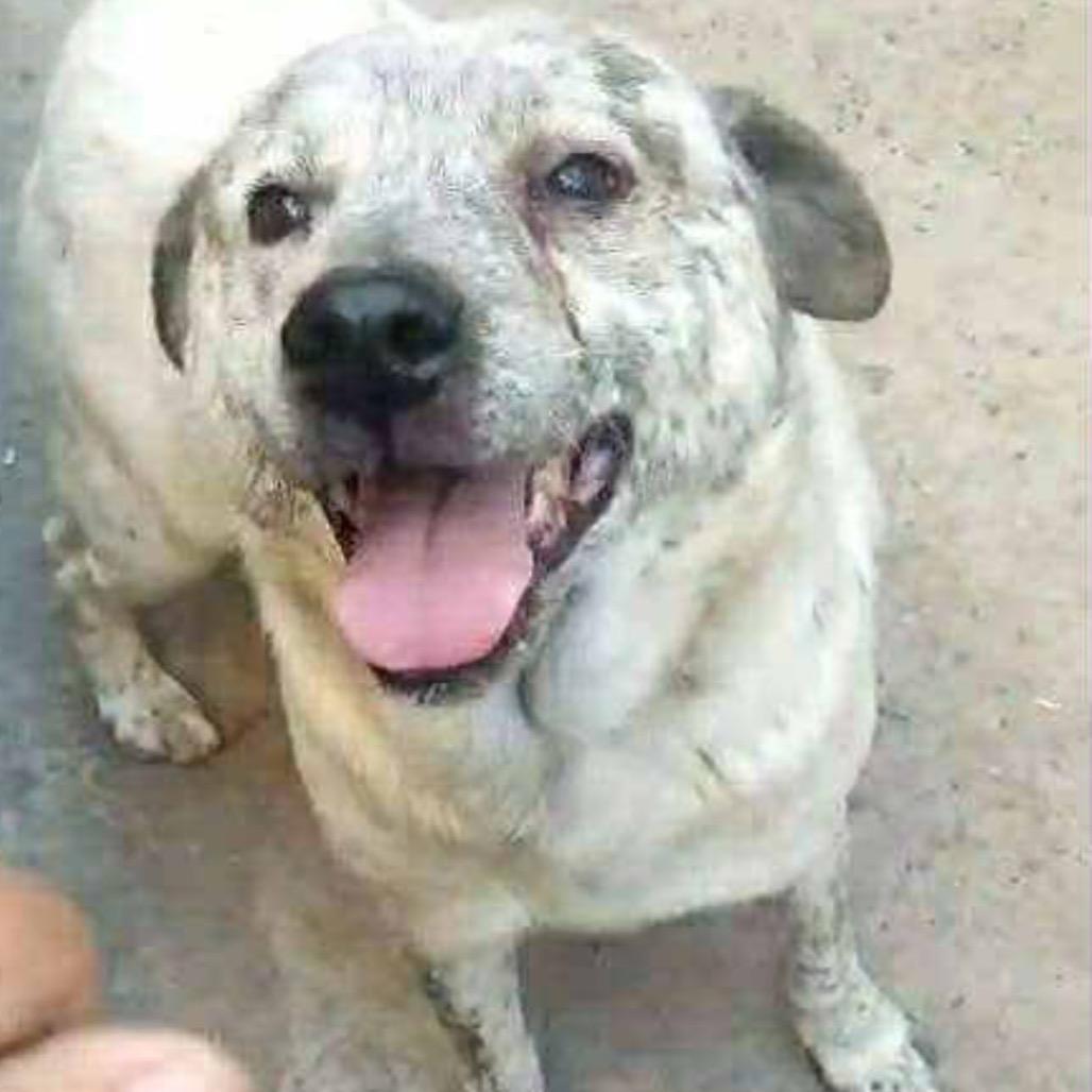 Enlarge Oso, a Adoptable mixed breed in San Diego, CA image 2/4