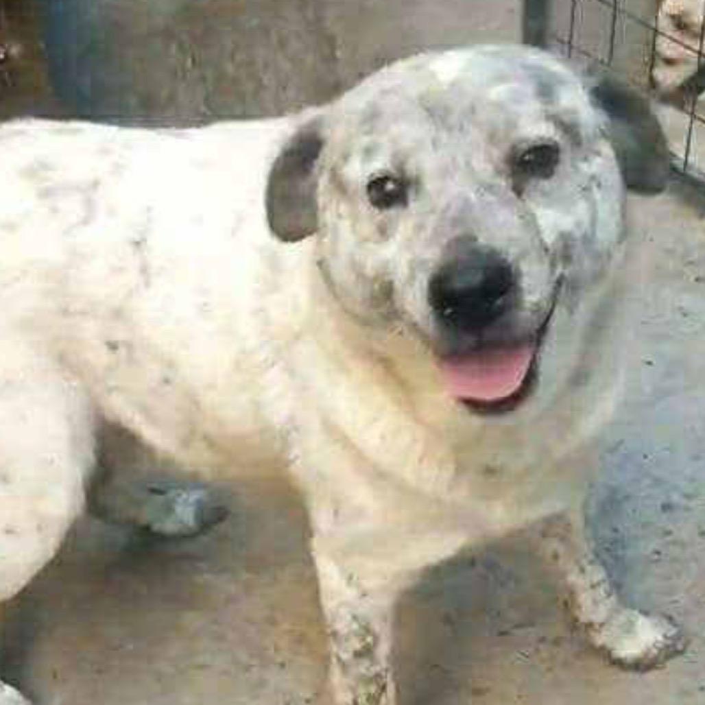 Enlarge Oso, a Adoptable mixed breed in San Diego, CA image 3/4