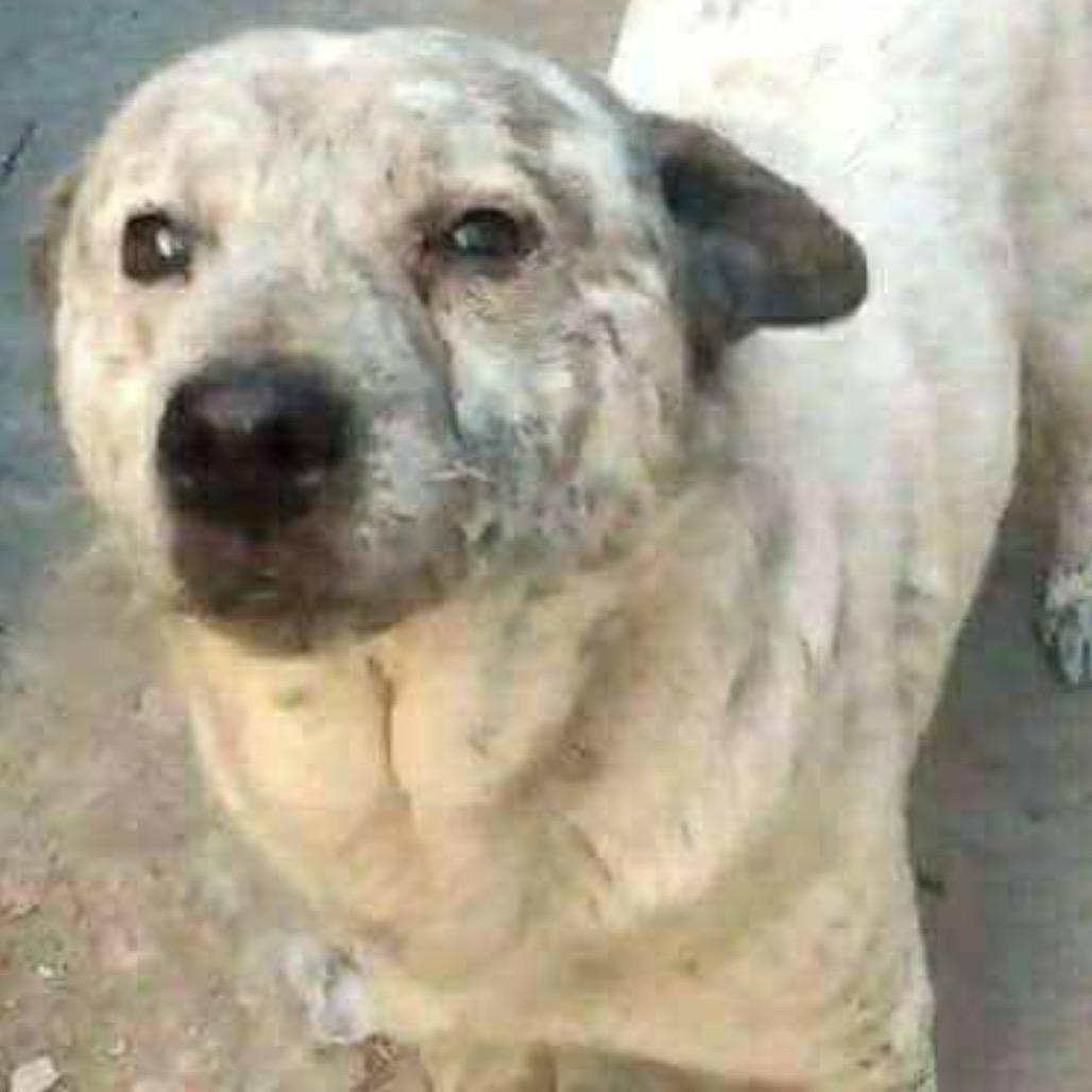 Enlarge Oso, a Adoptable mixed breed in San Diego, CA image 4/4