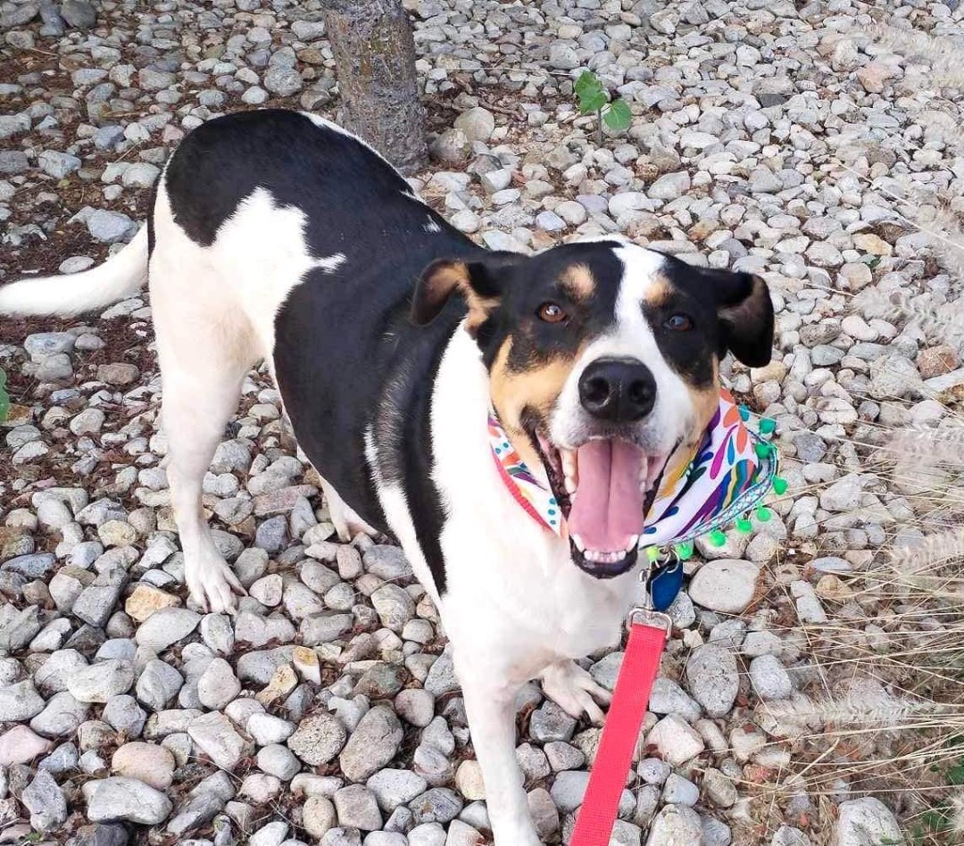 Enlarge Sheba, a Adopted mixed breed in West Linn, OR image 1/6
