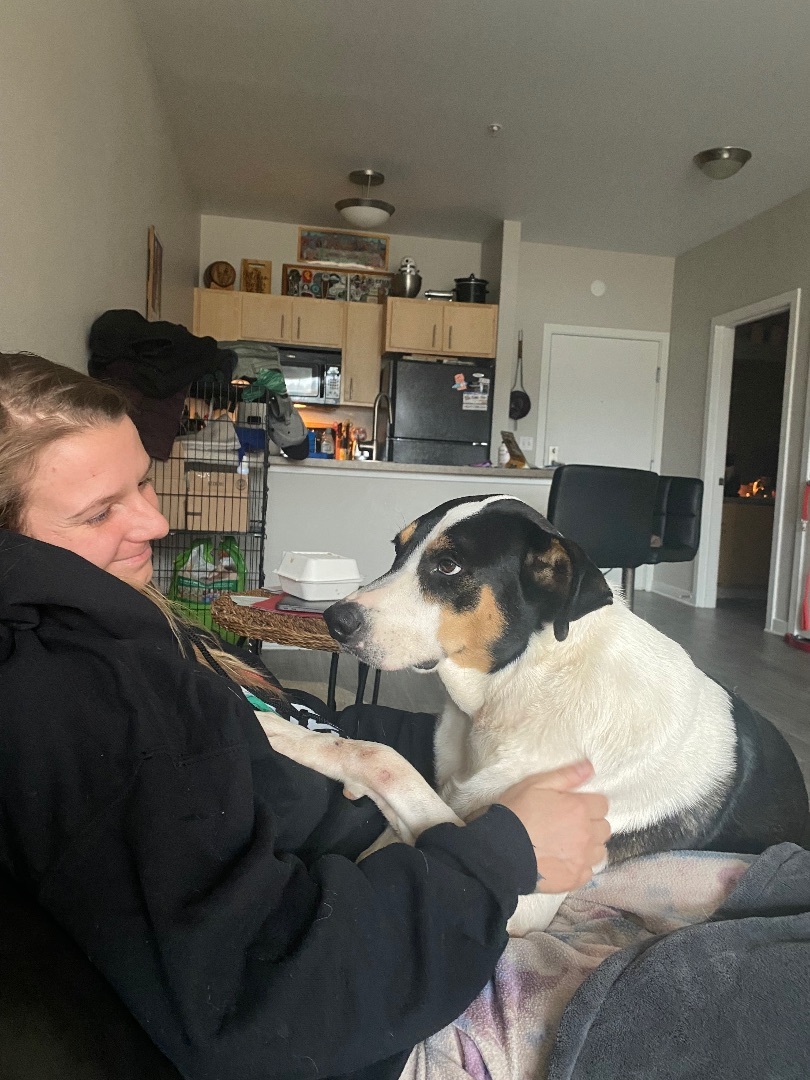 Enlarge Sheba, a Adopted mixed breed in West Linn, OR image 2/6