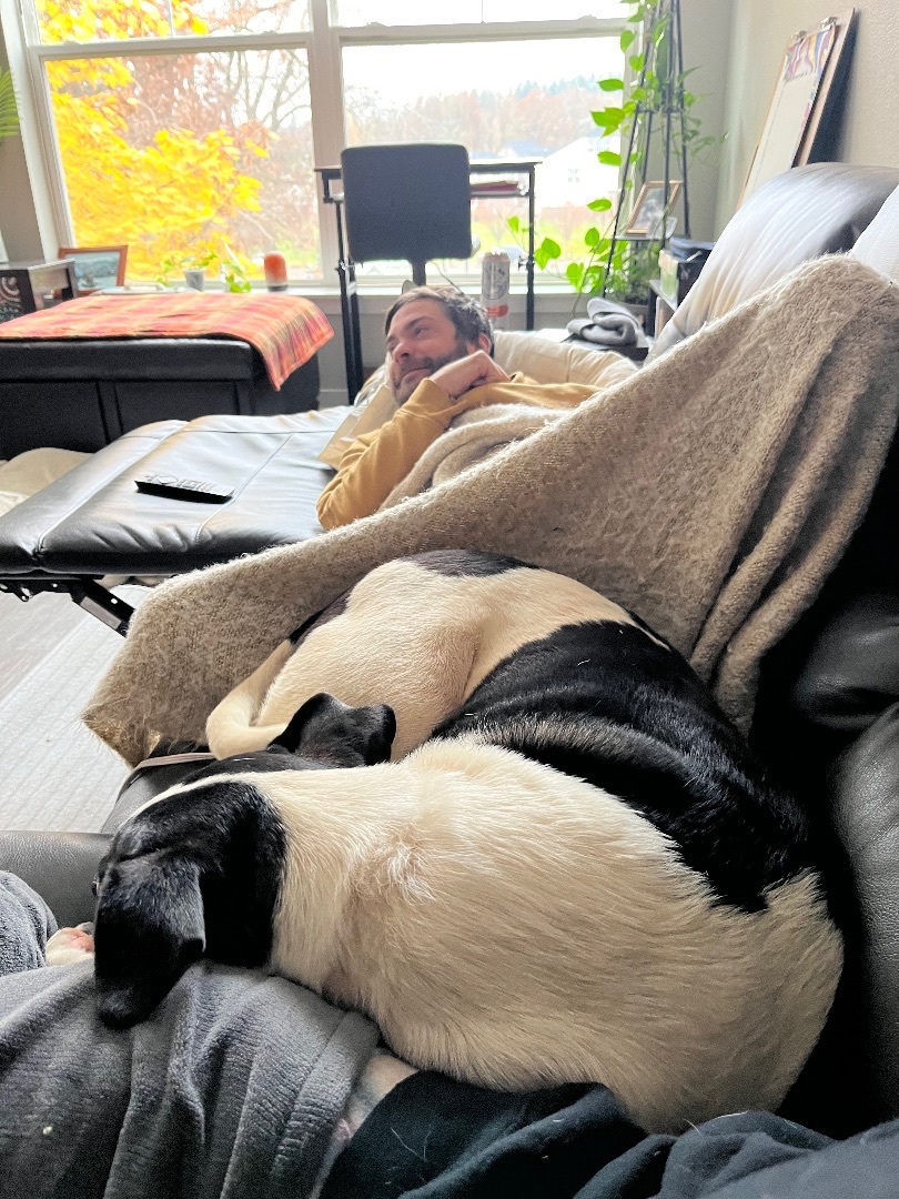 Enlarge Sheba, a Adopted mixed breed in West Linn, OR image 3/6