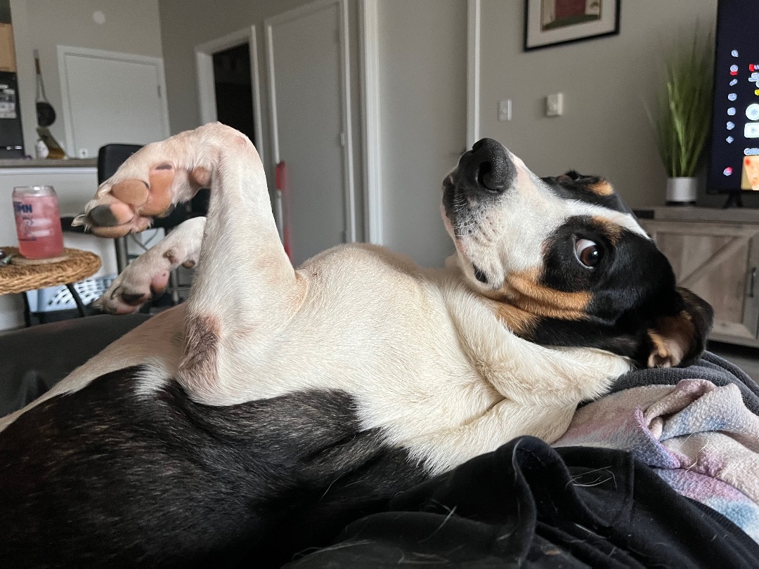 Enlarge Sheba, a Adopted mixed breed in West Linn, OR image 4/6