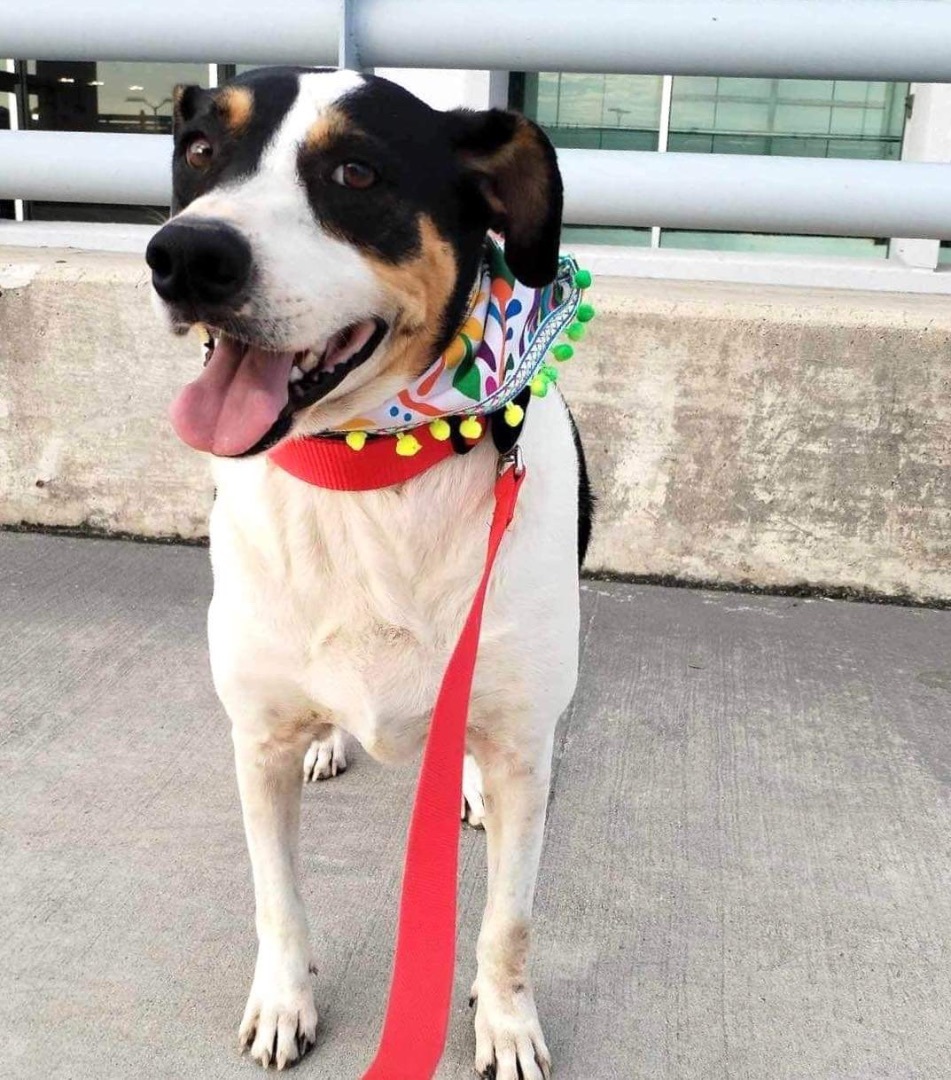 Enlarge Sheba, a Adopted mixed breed in West Linn, OR image 6/6