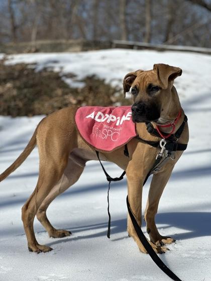 Jalapeno — thumbnail 2