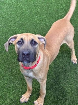 Jalapeno — thumbnail 3