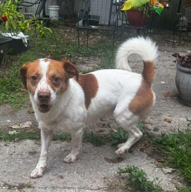 Charlie 32 pound Sweetheart!  Happy Go Lucky Little Boy