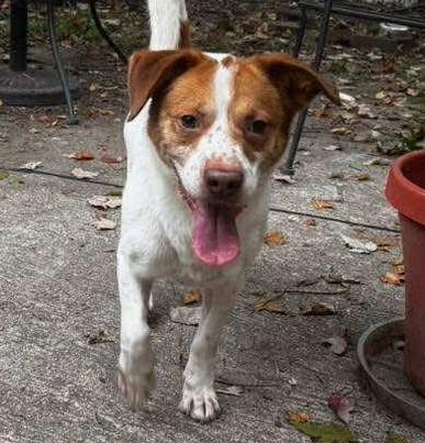 Charlie 32 pound Sweetheart!  Happy Go Lucky Little Boy