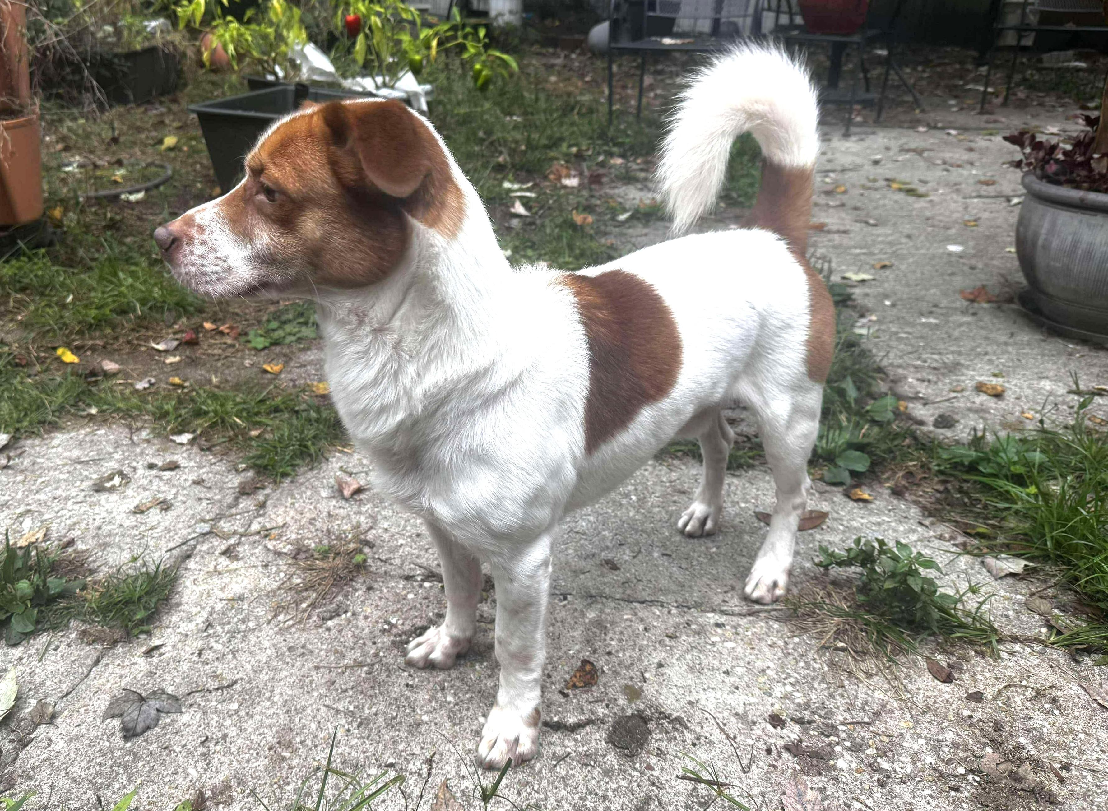 Charlie 32 pound Sweetheart!  Happy Go Lucky Little Boy