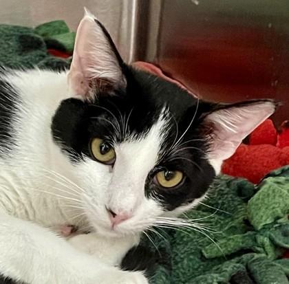 Enlarge Julio (and Julia), a ADOPTABLE Domestic Short Hair in Santa Cruz, CA image 1/1