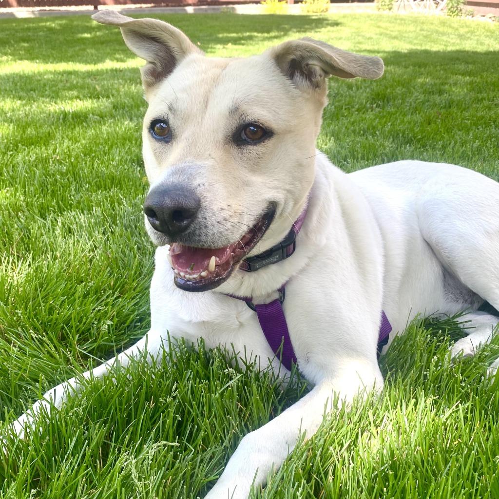 Dot (Freya), Adoptable, Adult Female American Staffordshire Terrier.