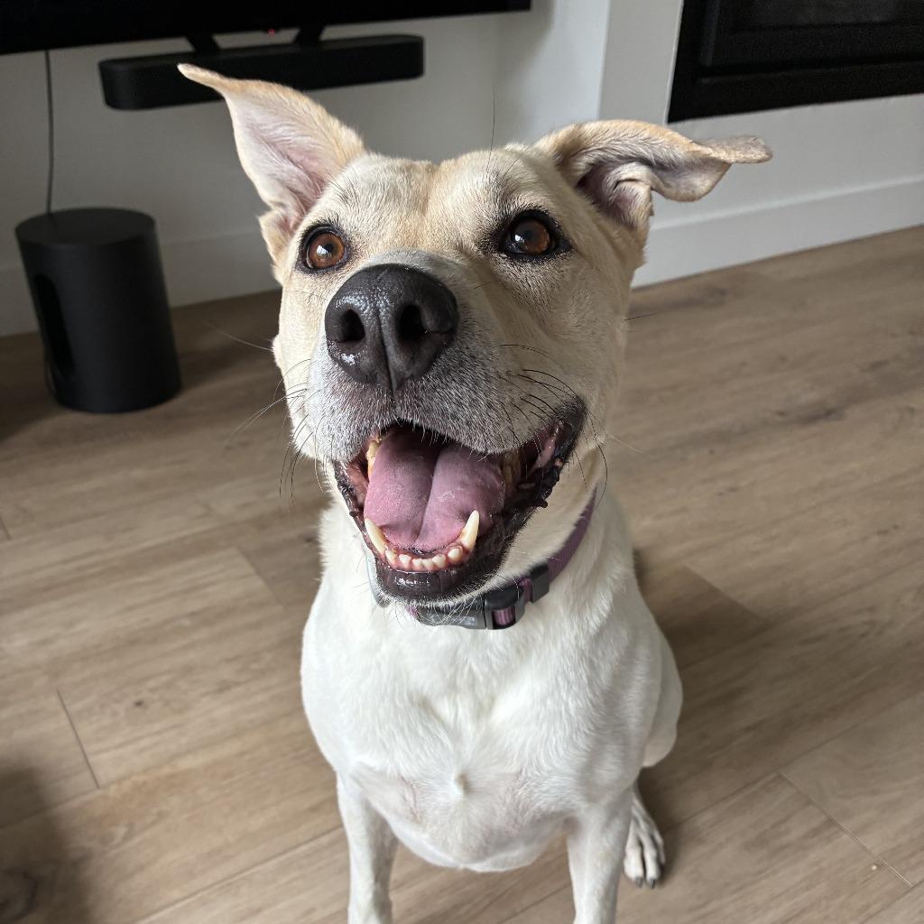 Dot (Freya), a Adoptable mixed breed in Logan, UT image 2/4