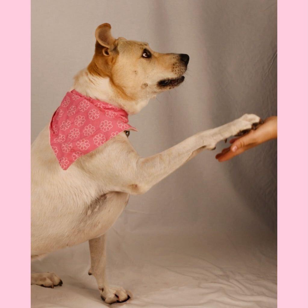 Enlarge Dot, a Adoptable mixed breed in Logan, UT image 3/4