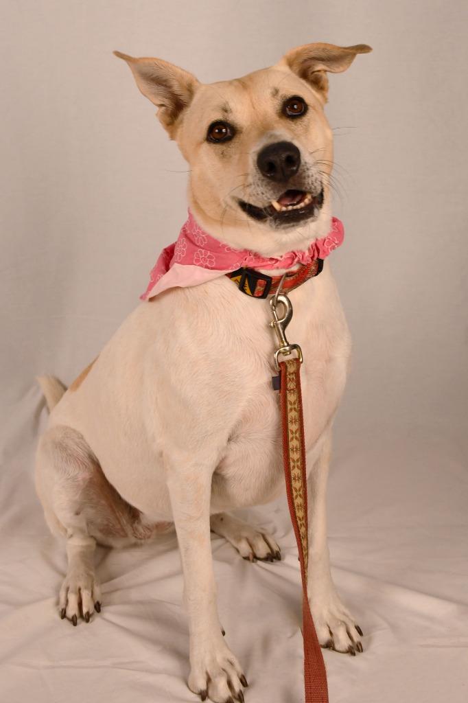 Dot (Freya), a Adoptable mixed breed in Logan, UT image 3/4