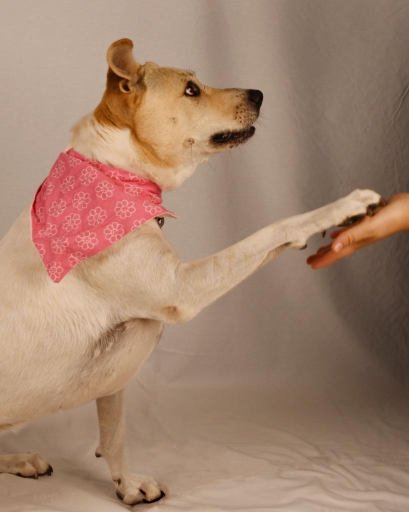 Dot (Freya), a Adoptable mixed breed in Logan, UT image 4/4