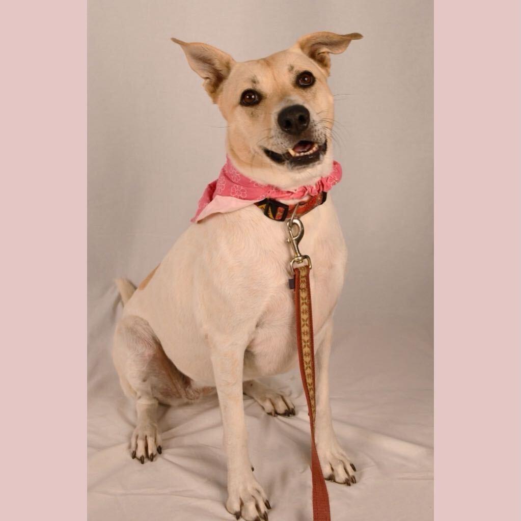 Enlarge Dot, a Adoptable mixed breed in Logan, UT image 4/4