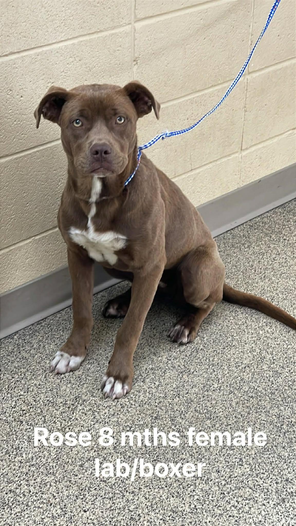 Rose, ADOPTABLE, Young Female Boxer & Labrador Retriever.
