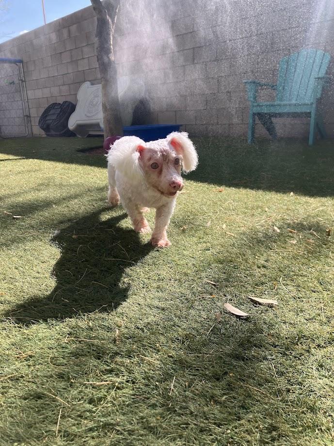 Enlarge Stacy, a Adoptable mixed breed in Scottsdale, AZ image 3/5