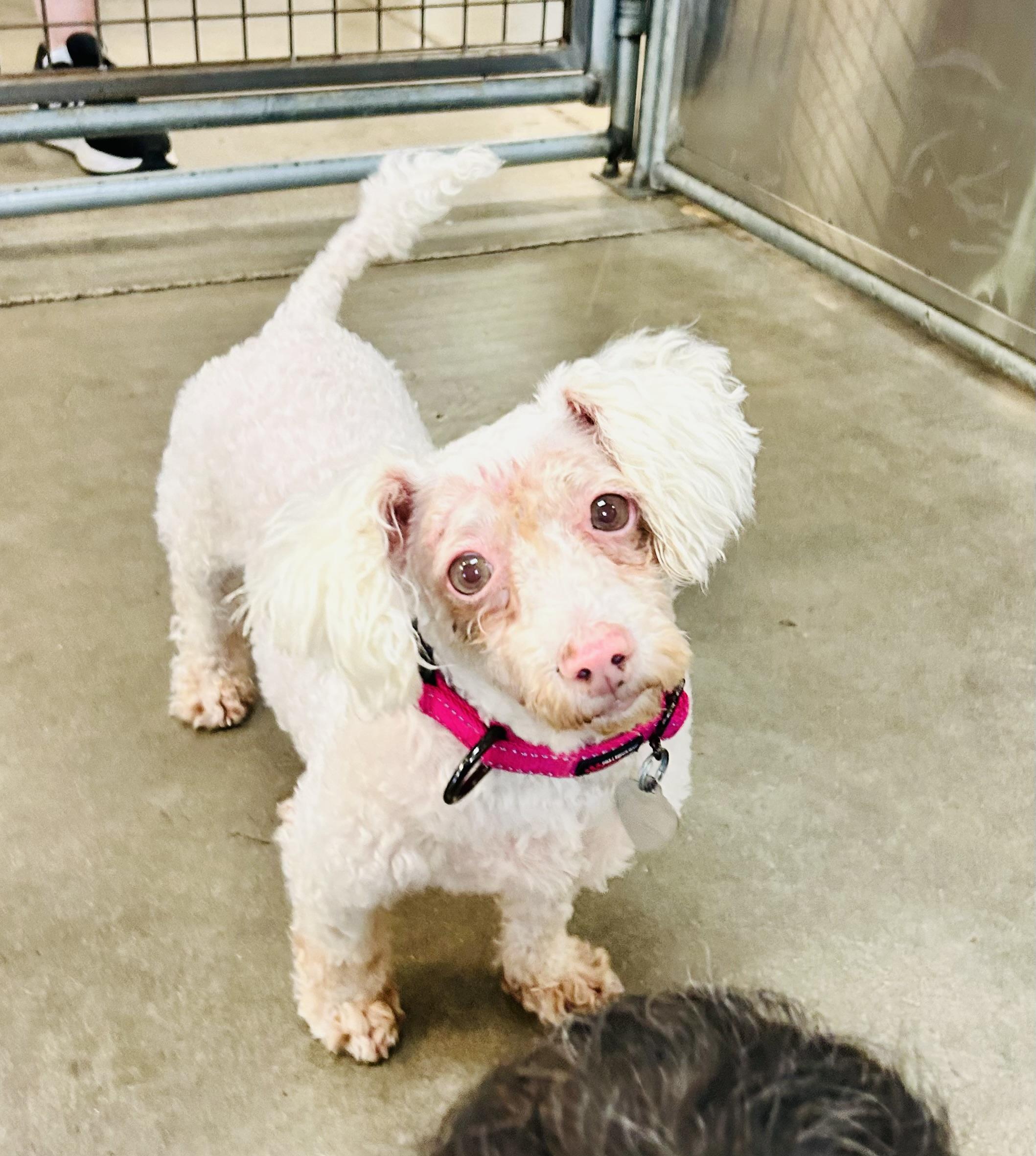 Enlarge Stacy, a Adoptable mixed breed in Scottsdale, AZ image 1/5