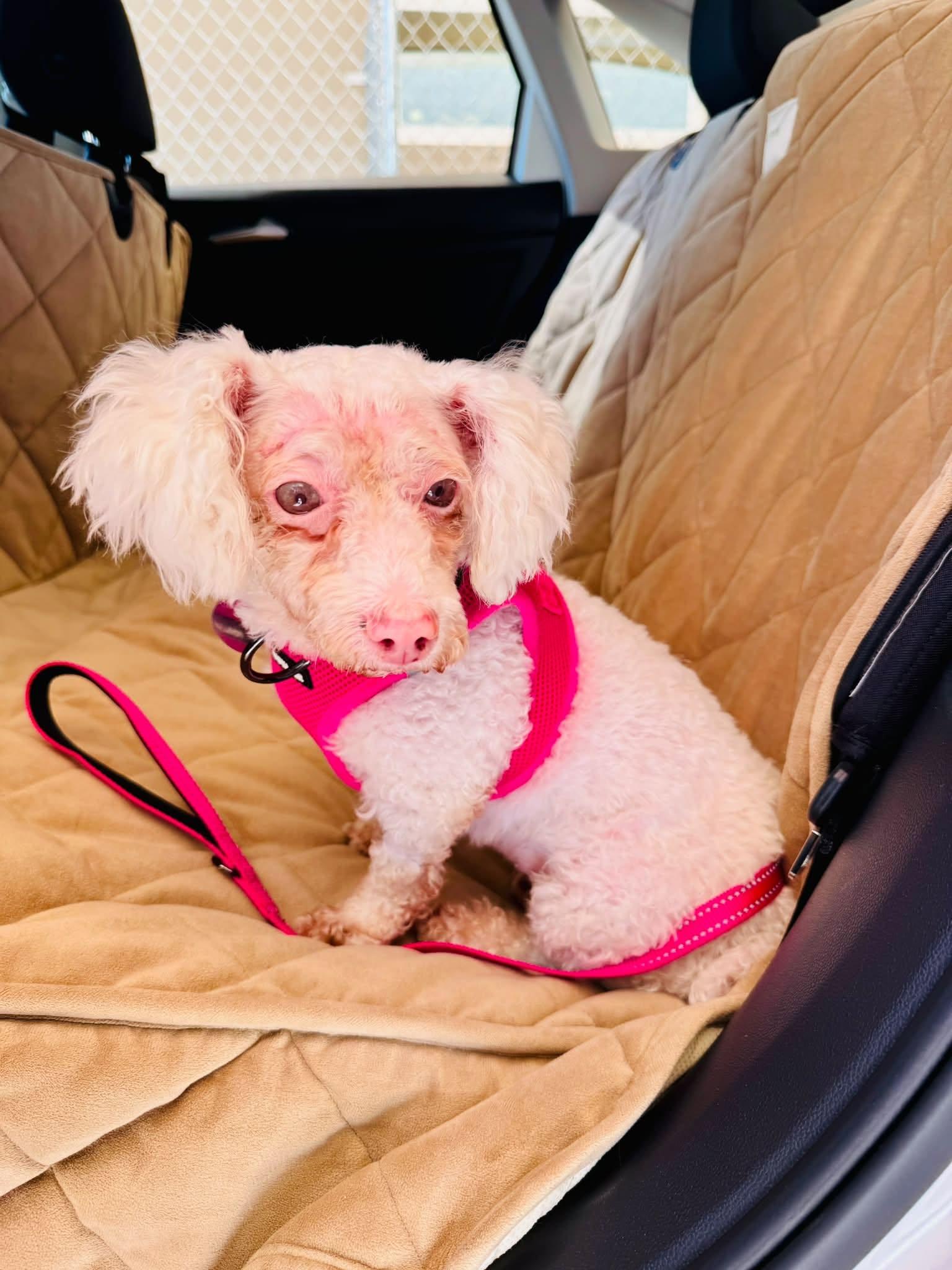 Enlarge Stacy, a Adoptable mixed breed in Scottsdale, AZ image 5/5
