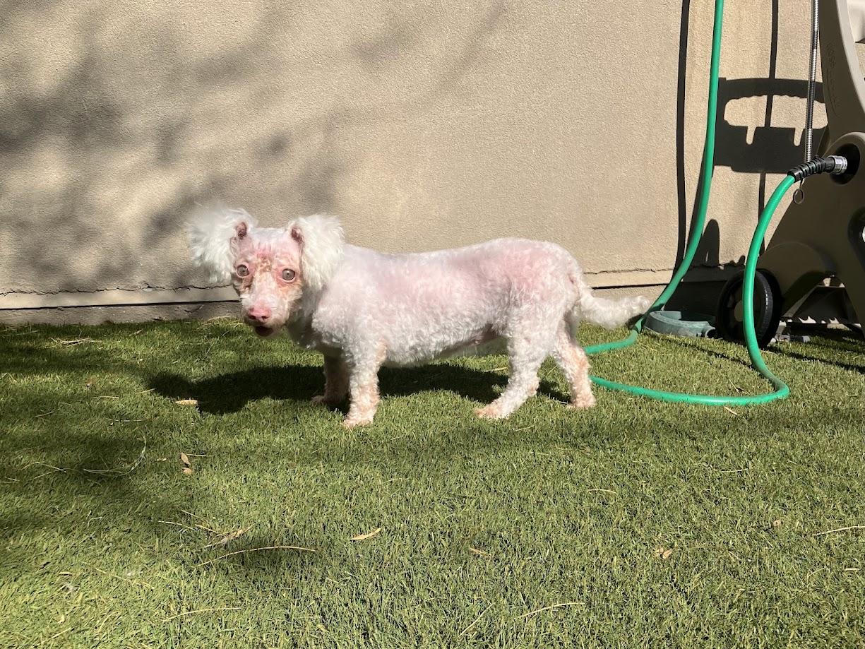 Enlarge Stacy, a Adoptable mixed breed in Scottsdale, AZ image 2/5