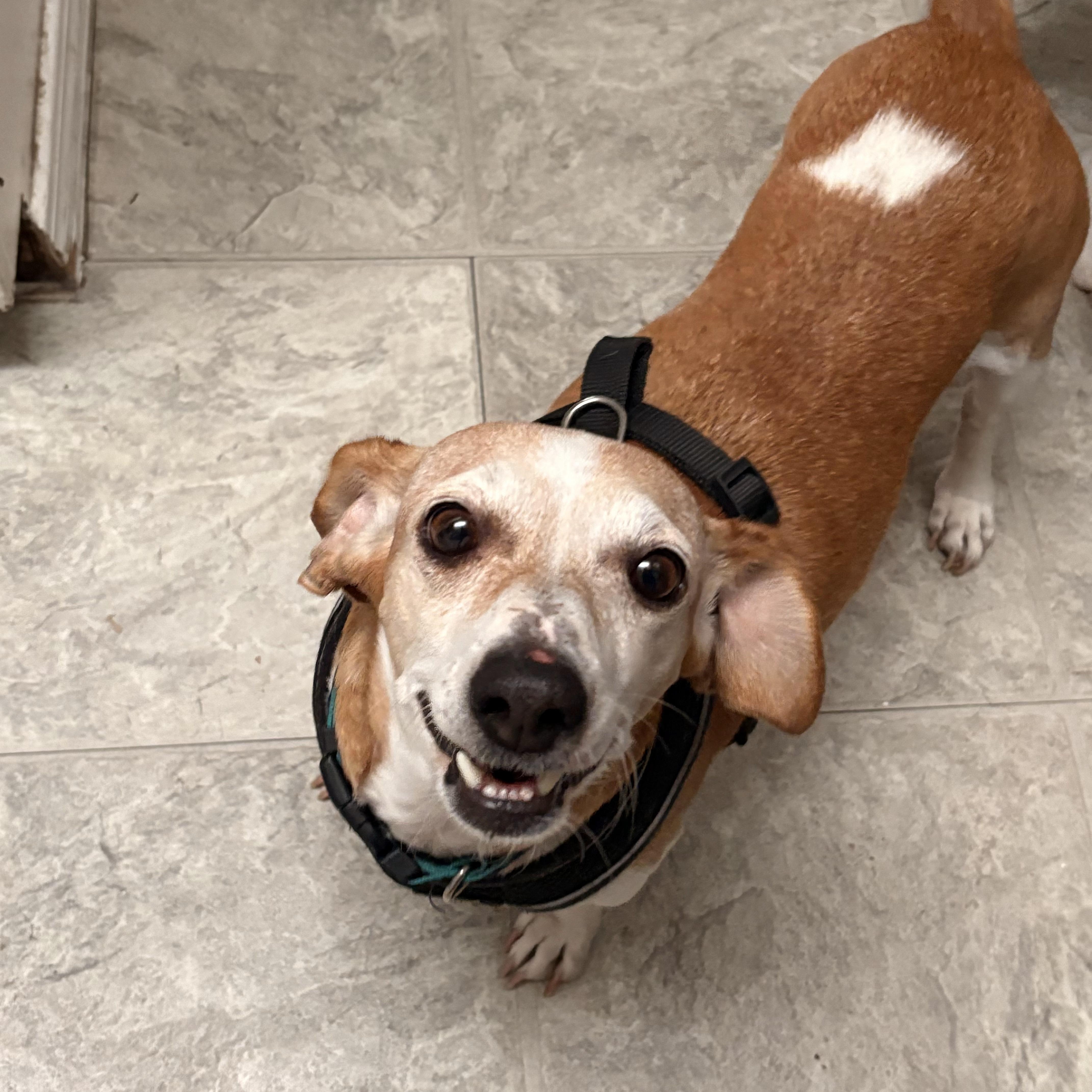 Queenie, a Adopted mixed breed in Edgewood, NM image 4/6