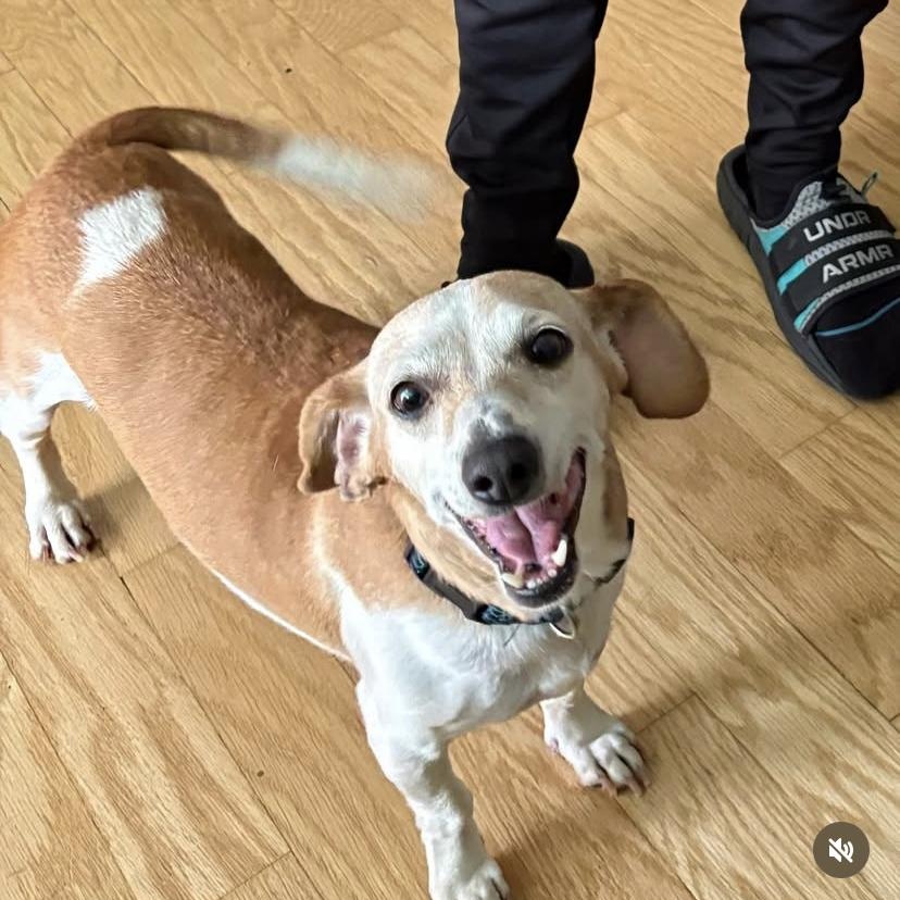 Queenie, a Adopted mixed breed in Edgewood, NM image 1/6