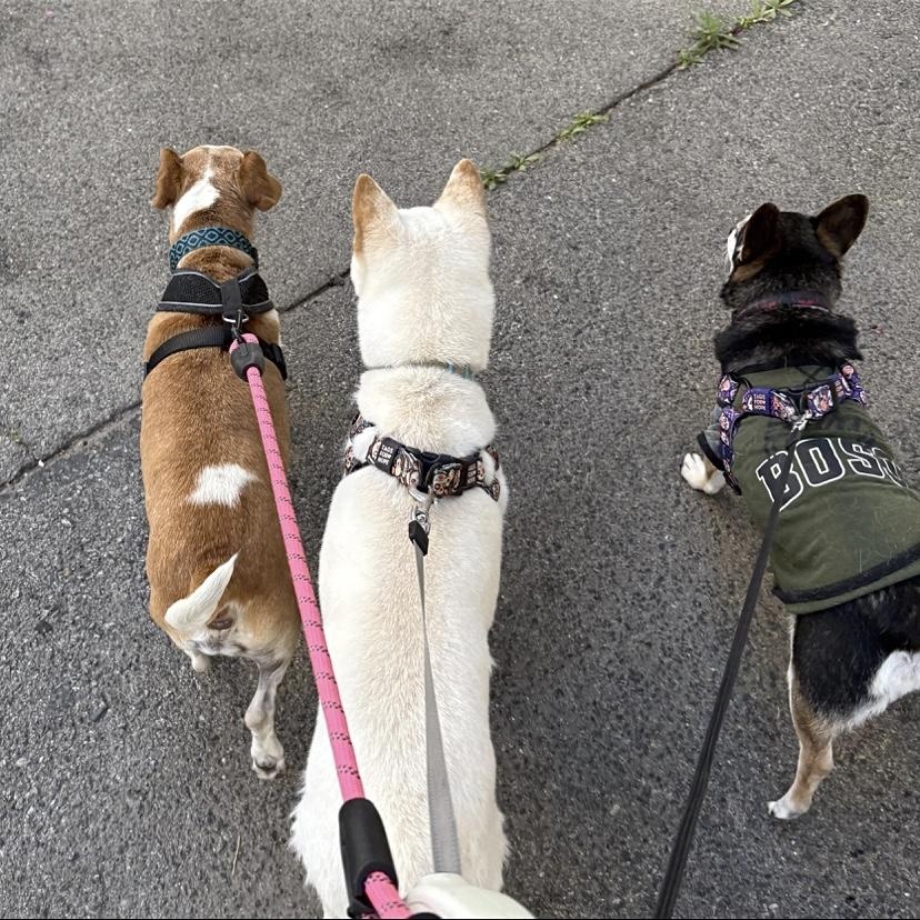 Queenie, a Adopted mixed breed in Edgewood, NM image 3/6