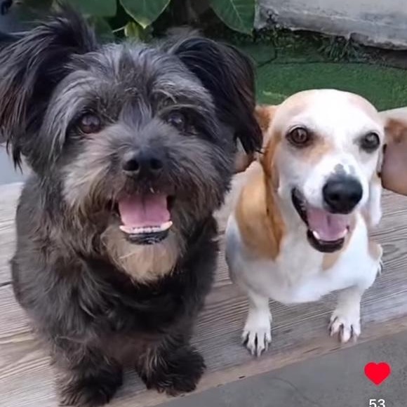 Queenie, a Adopted mixed breed in Edgewood, NM image 6/6