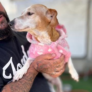 Queenie, a Adopted mixed breed in Edgewood, NM image 2/6