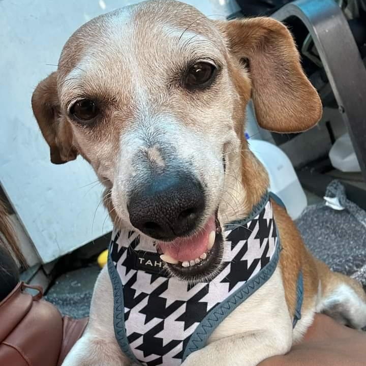 Queenie, a Adopted mixed breed in Edgewood, NM image 5/6